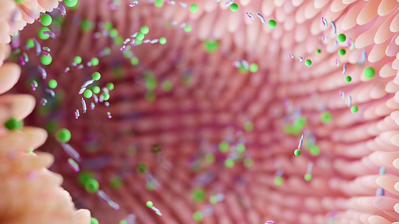 The Microbiome and its Impact on Acne Breakouts