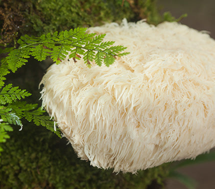 Lion Mane Mushroom