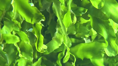 The Power of Marine Beauty: Experience the Skin Benefits of Seaweed