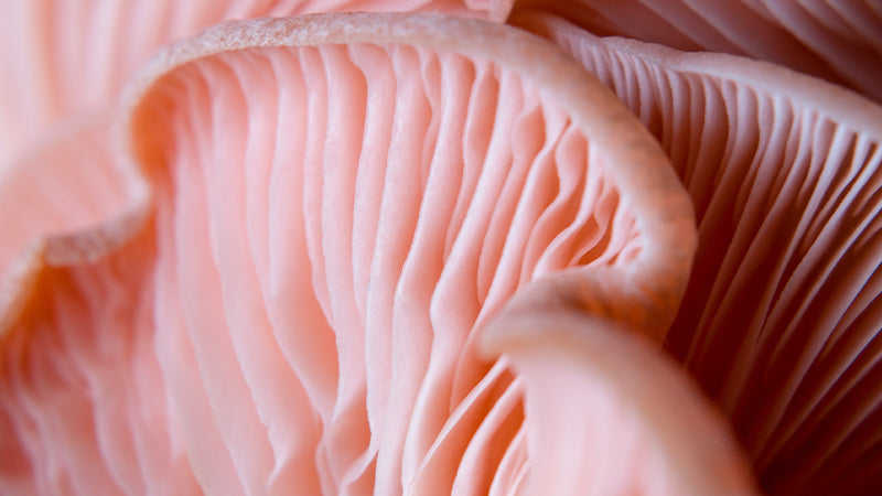 Reishi Mushrooms: Not Just Another Buzz Ingredient