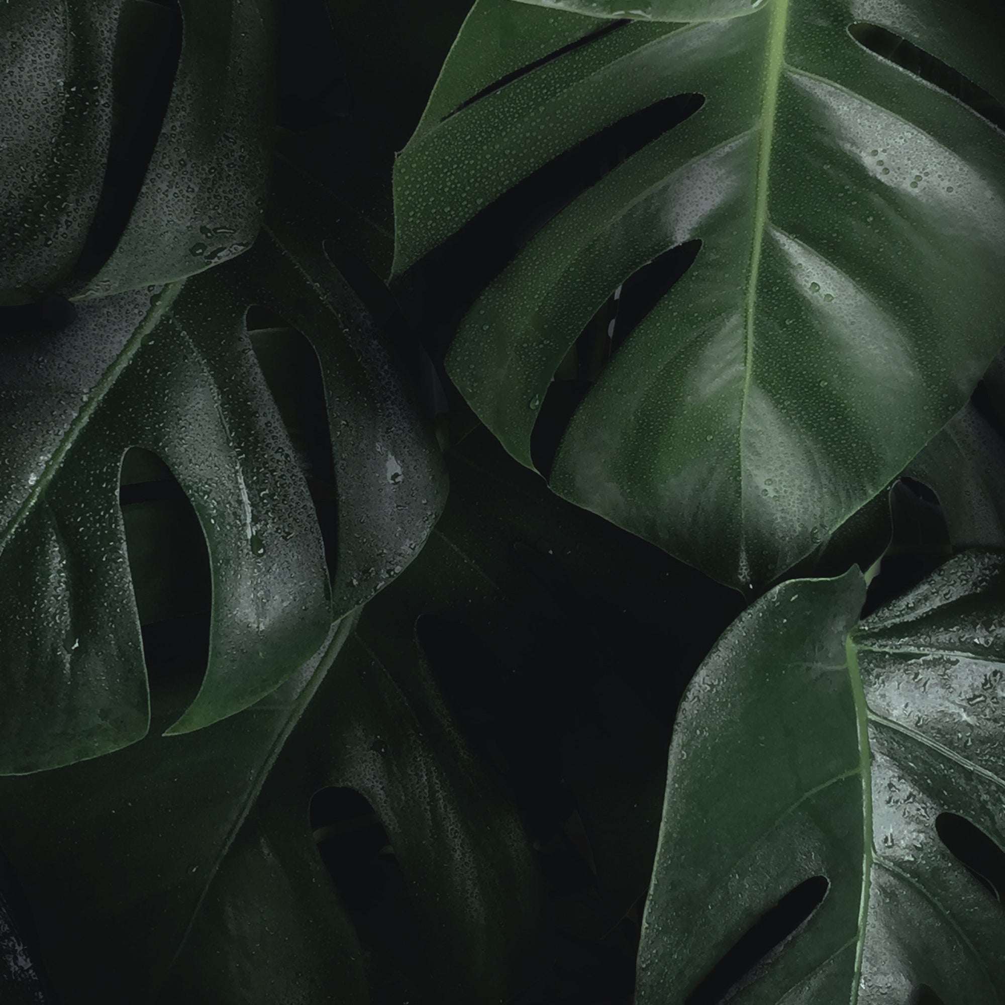 picture of tropical leaves